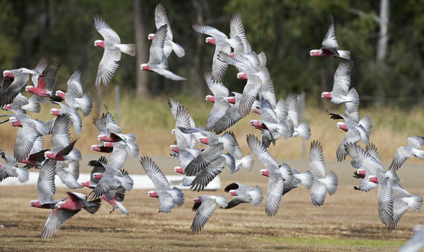 Galahs in flight,outback Queensland,Australia.
