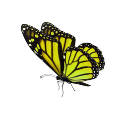 Fototapeta na wymiar Beautiful yellow monarch butterfly
