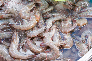 fresh shrimp in country market of thailand