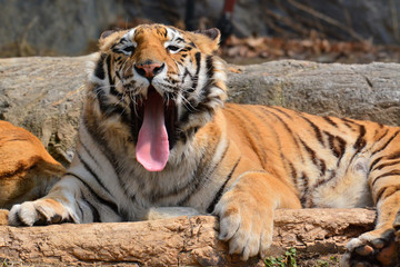 Beautiful Tiger Closeup