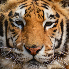 Tiger face Closeup