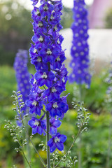Bright blue delphinium flower in garden