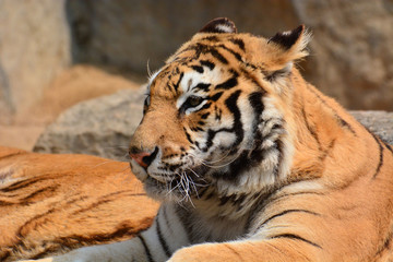 Beautiful Tiger Closeup