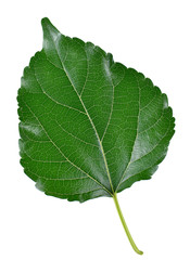 Mulberry leaves isolated on white background.