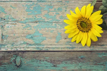 Poster de jardin Tournesol Background with sunflower on old wooden boards with peeling pain