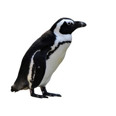 Beautiful African Penguin