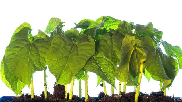 Bean Sprouts, Plant Growth Timelapse, Time-Lapse Green Grass Growing