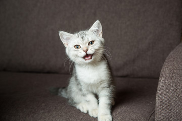 Scottish fold kitten yawns and sits on the couch