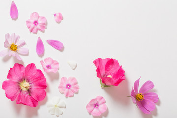 pink flowers on white background