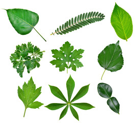 Green leaf isolate on white background.