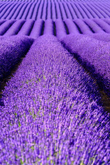 Fototapeta na wymiar Lavender flower blooming scented fields in endless rows. Valensole plateau, provence, france, europe.