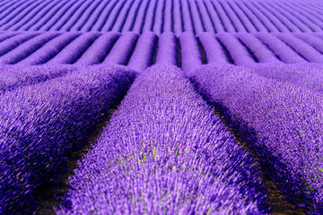 Lavender flower blooming scented fields in endless rows. Valensole plateau, provence, france,...