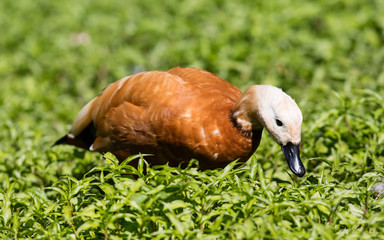 Ruddy shelduck in the grass