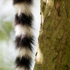 Close up of a ring-tailed lemur tail texture © michaklootwijk