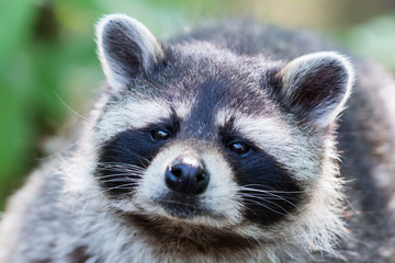 Eye to eye with raccoon, selective focus