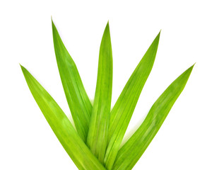 Fragrant Pandan leaf