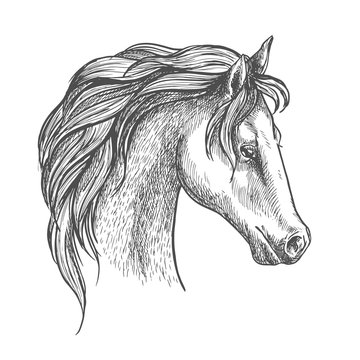 Arabian horse head sketch for equestrian design