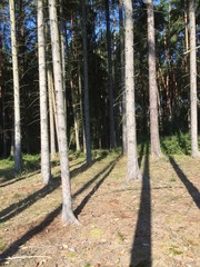 in the woods