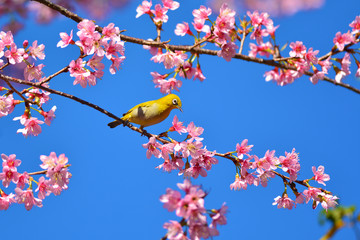 Fototapeta premium Oriental White-eye bird