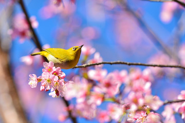 Oriental White-eye bird © thawats