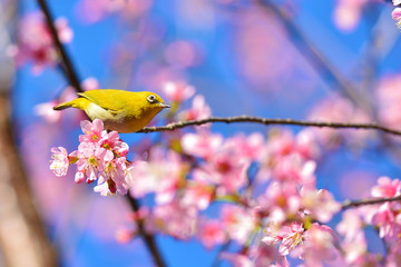 Oriental White-eye bird