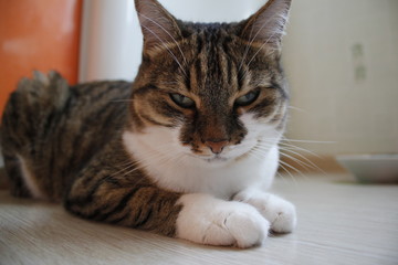 Кошка отдыхает после еды