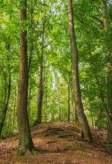Wald Hügel Bäume Wurzeln Natur Landschaft