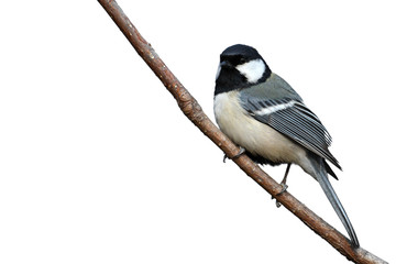 Great Tit bird