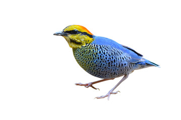 Blue Pitta bird