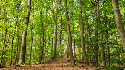 Landschaftsbild Natur Wald Bäume