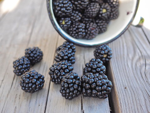Fresh Blackberries in a Cup Lying on Wooden Background in Sunny Day
