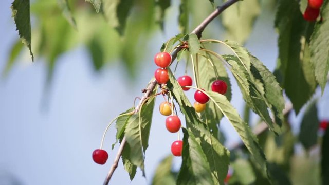 Ripening cherries on a branch sways in the wind
