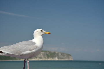 Fototapeta na wymiar View over Swanage Bay, Dorset