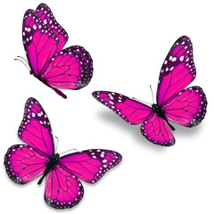 Naklejka premium różowy motyl