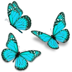 Fototapeta na wymiar blue butterfly