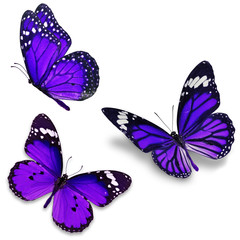 Naklejka premium Trzy fioletowe motyle