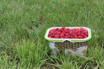 Ripe berries of raspberry in a basket on a grass