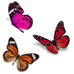 Naklejka na ściany i meble Three colorful butterfly