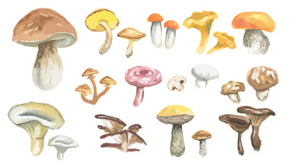 Watercolor mushrooms set. Healthy food, autumn nature concept. Delicious edible mushrooms.