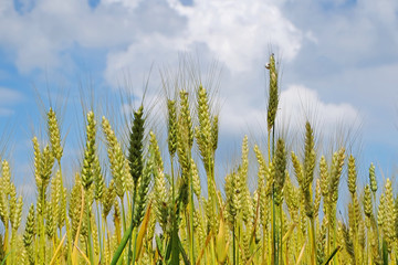 Fototapeta premium Wheat close up with nice blue sky