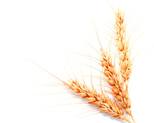 Wheat ears isolated on a white background