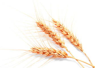 Fototapeta premium Wheat ears isolated on a white background