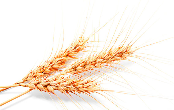 Wheat ears isolated on a white background