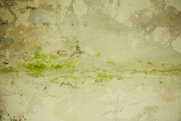 old green paint on old wall