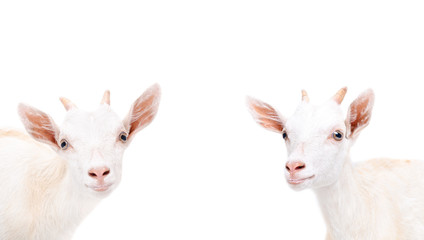 Portrait of a two curious young goat