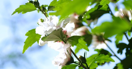 Weißer Gartenhibiskus vor blauem Himmel © megakunstfoto