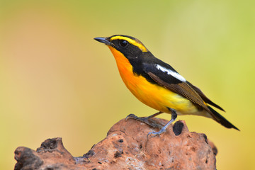 Narcissus Flycatcher bird