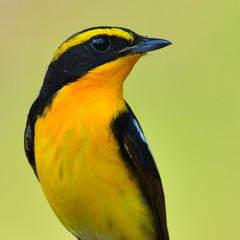 Narcissus Flycatcher bird