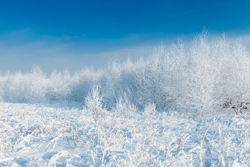 Obraz na płótnie Canvas The snowy forest in January