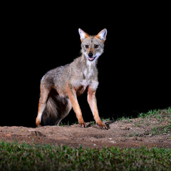 Portrait Golden Jackal